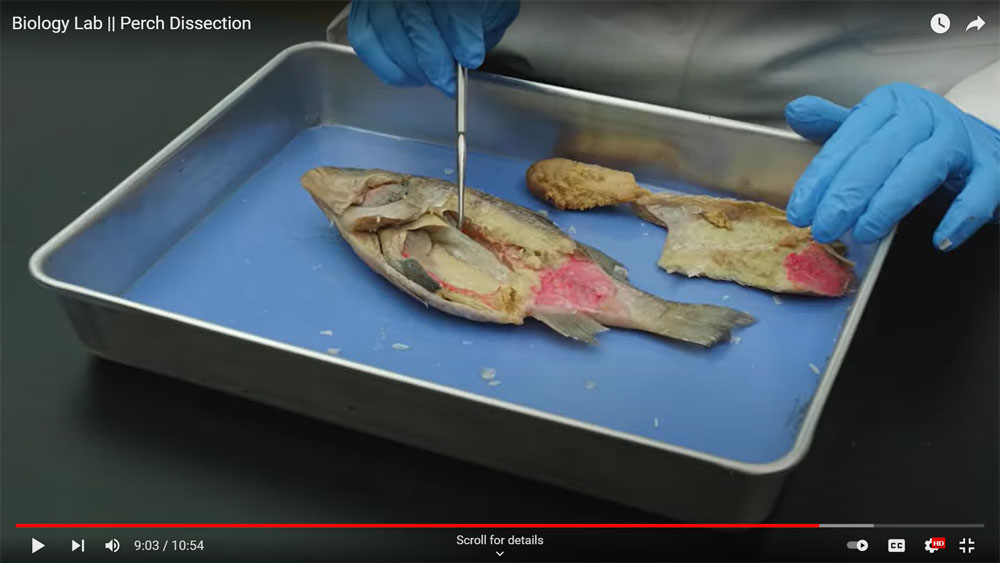 Screenshot of a science lab video showing a person's hands wearing blue gloves while dissecting a perch in a metal pan